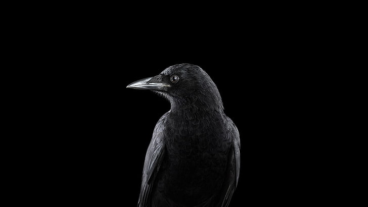 nature, birds, photography, raven, simple background, animals