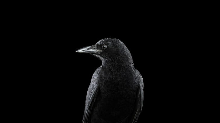 Photography, Animals, Bird, Raven, Simple Background, 1920x1080