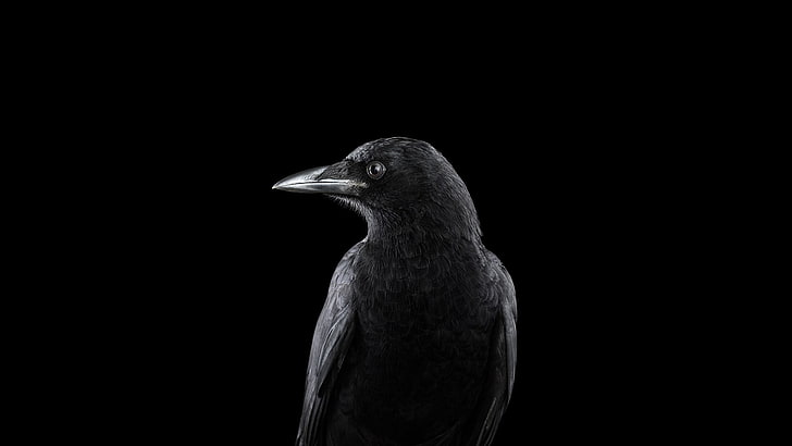 black bird, photography, animals, birds, raven, simple background