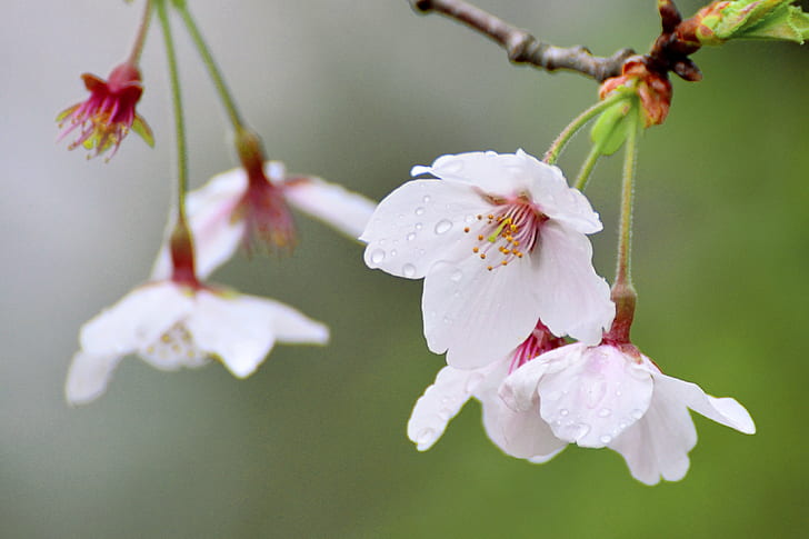 depth of field photo of white petaled flowers, Cherry Blossoms