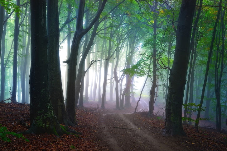 green leaf tree, mist, nature, landscape, path, forest, morning