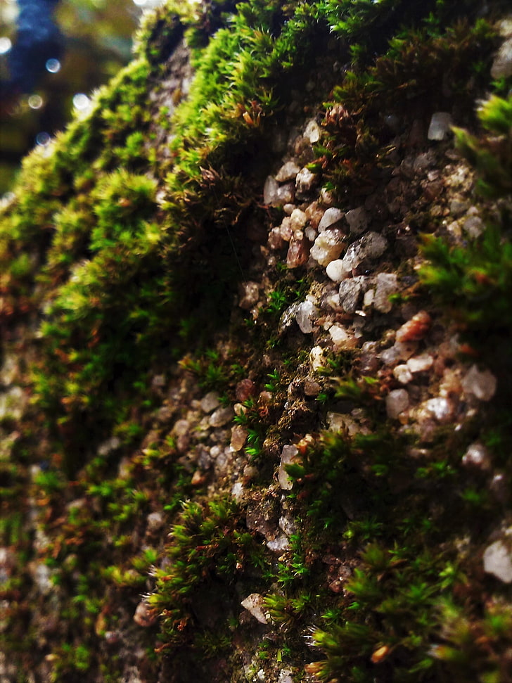 moss, pebbles, plant, growth, tree, no people, selective focus