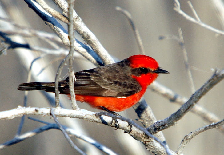 red and black cardinal bird on tree branch during daytime, vermilion flycatcher, vermilion flycatcher, HD wallpaper