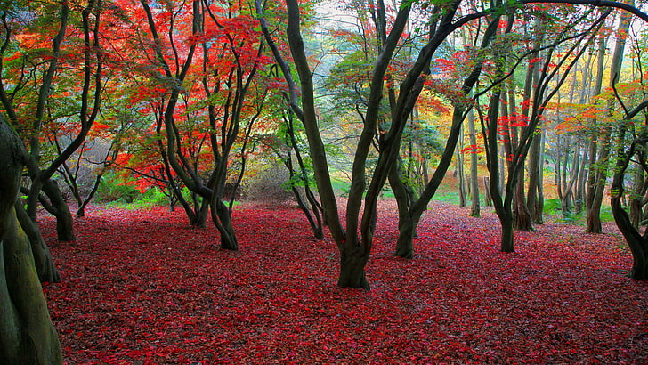 nature, autumn, tree, forest, season, leaf, fall, november, HD wallpaper