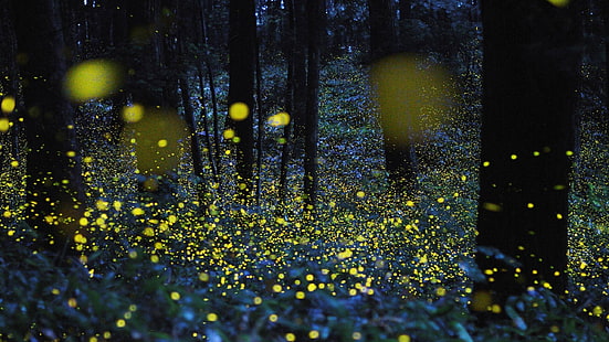HD wallpaper: dark forest, light, trees, night, fireflies, lights ...