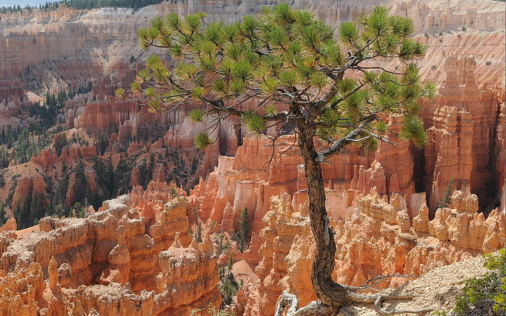 nature, landscape, rock, trees, Bryce Canyon National Park, HD wallpaper