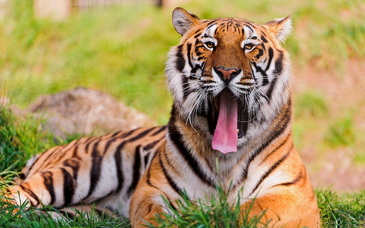 HD wallpaper: tiger, face, teeth, anger, grass, lie, animal, striped,  wildlife | Wallpaper Flare