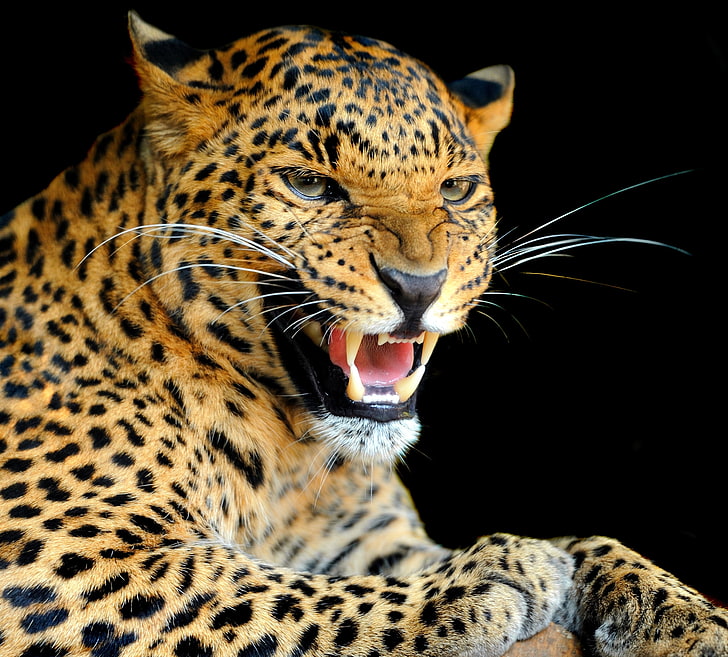 HD wallpaper: animals, jaguars, animal wildlife, animal themes, one animal  | Wallpaper Flare