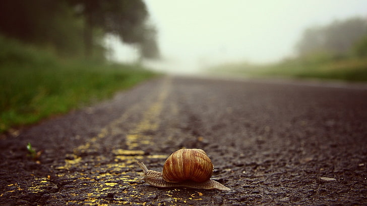 road, blurred, snail, worm's eye view, mollusk, animal wildlife