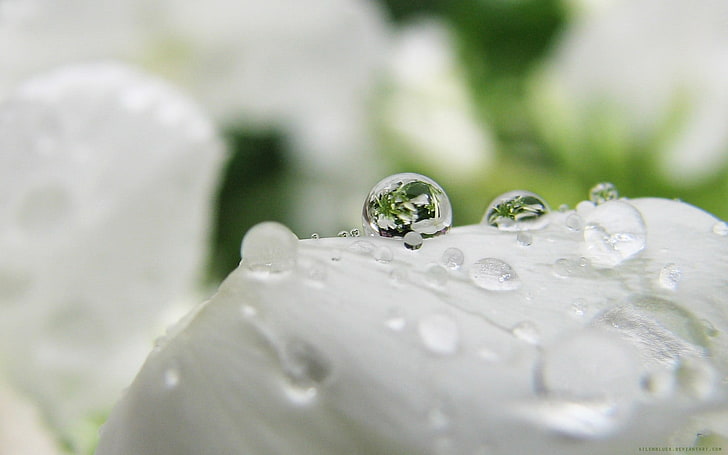 white flower, depth of field, water drops, closeup, macro, close-up