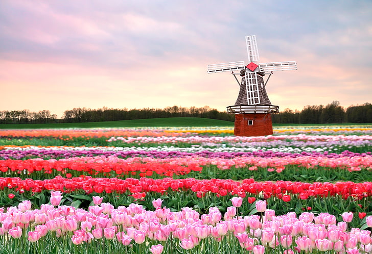 red and brown windmill, field, flowers, spring, tulips, pink