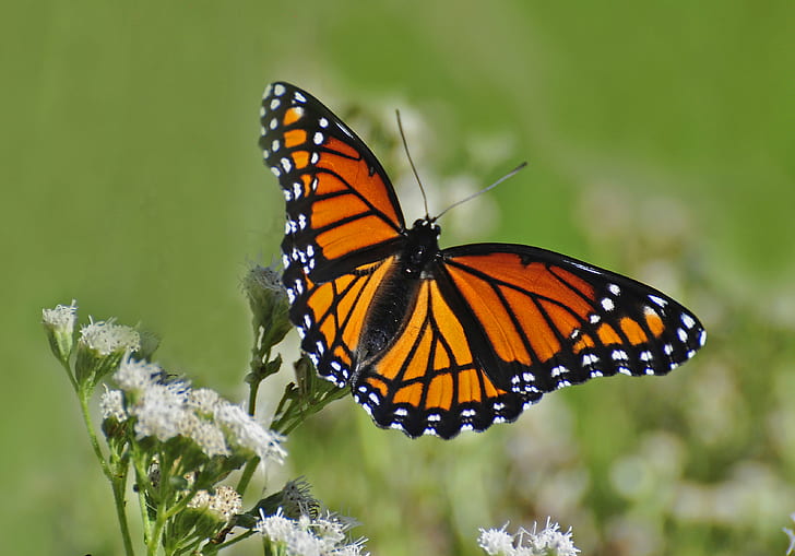 Viceroy butterfly on white flower, butterflies, flowers, nature