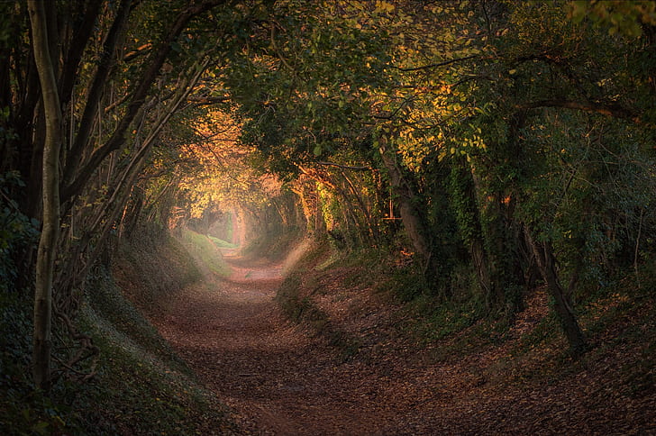 autumn, trees, England, trail, the tunnel, West Sussex, Halnaker