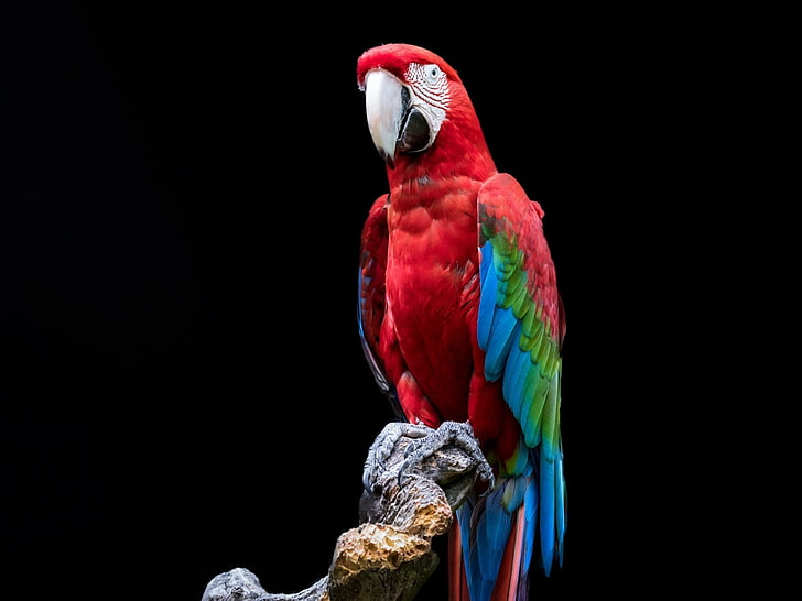 HD wallpaper: Birds, Red-and-green Macaw, Parrot, Portrait | Wallpaper Flare