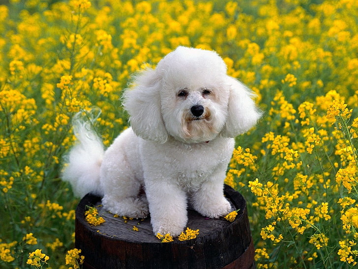 adult white Bichon frise, dog, grass, flowers, poodle, nature