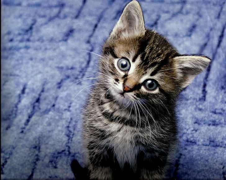 Tabby Kitten, feline, paws, cute, animals, HD wallpaper
