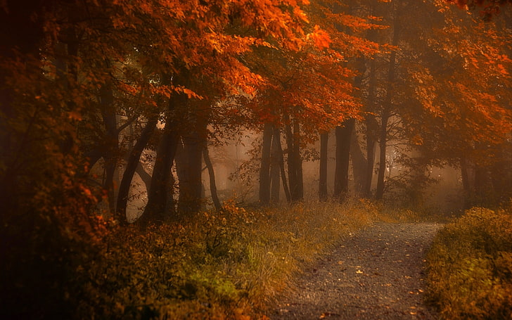 red leafed trees, empty road near flowering tree, path, mist