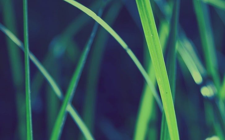 selective focus photography of green grass, nature, depth of field, HD wallpaper