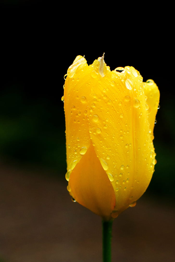 yellow tulip flower with dewdrops, in The Rain, Macro, Bokeh, HD wallpaper