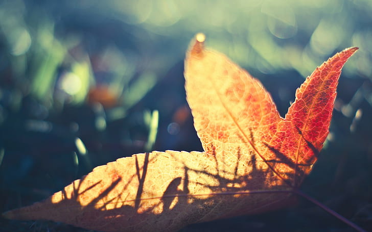 nature, leaves, fall, red leaves, sunlight, HD wallpaper