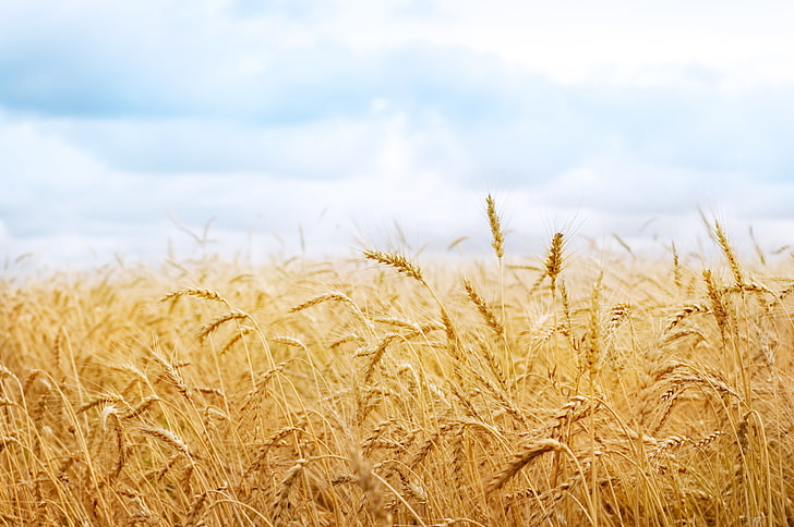 field of wheat, harvest, spikelets, ears, nature field, agriculture, HD wallpaper