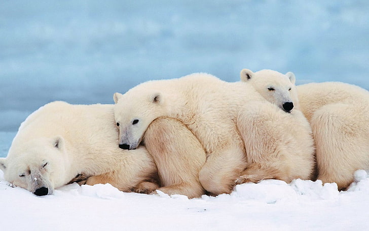 three white polar bears, family, cub, sleep, animal, snow, arctic, HD wallpaper