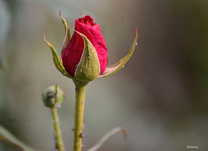 selective focus photography of pink rose bud, purity, colors, HD wallpaper