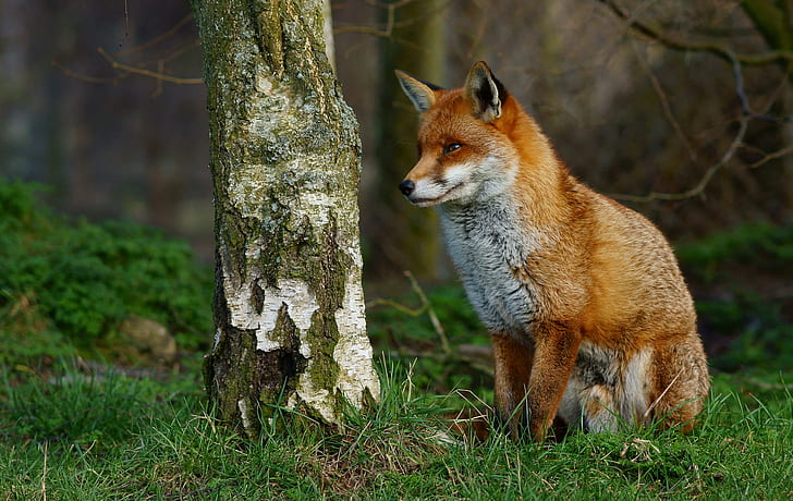 closeup photo of brown fox, On Guard, British  Wildlife  Centre, HD wallpaper