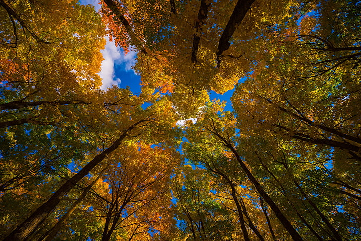 autumn, fall, foilage, landscape, leaf, leaves, nature, tree