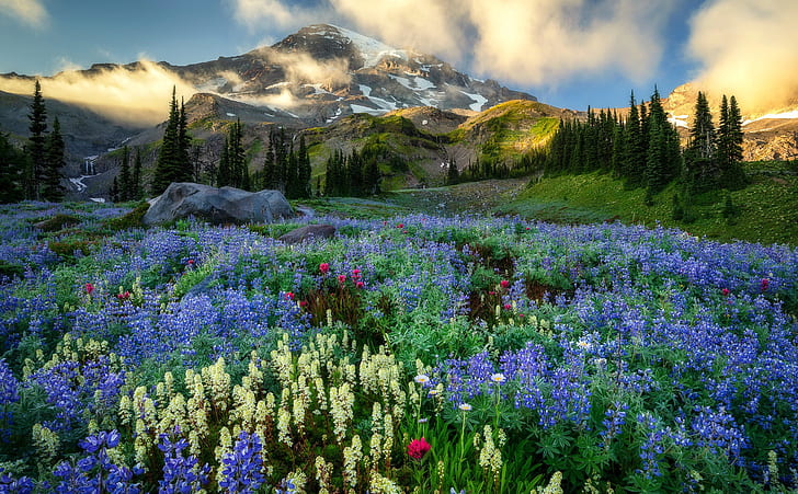 mountains, Washington, Mount Rainier, wildflowers