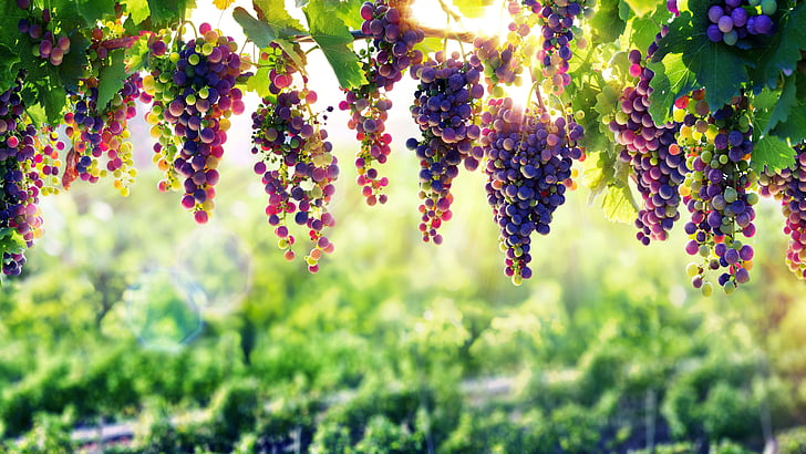 grapevine, 8k, nature, arbor, 8k uhd, flora, plant, sunlight, HD wallpaper