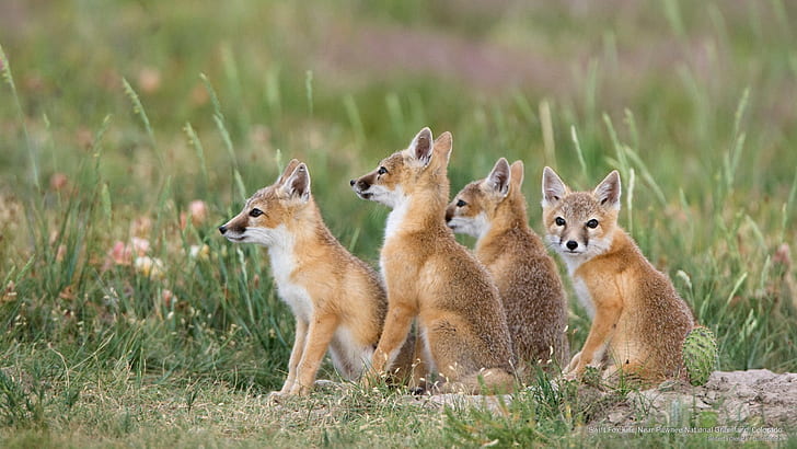 Swift Fox Kits, Near Pawnee National Grassland, Colorado, Animals, HD wallpaper