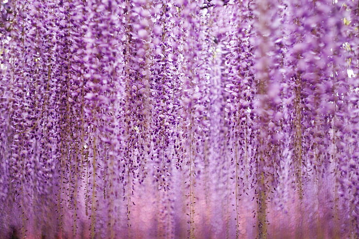 wisteria, HD wallpaper