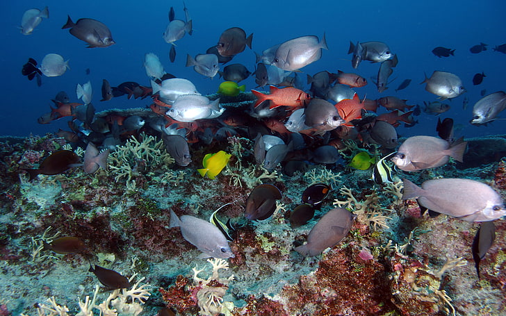 Underwater Marine Landscape Fish Coral Wallpaper For Desktop, HD wallpaper