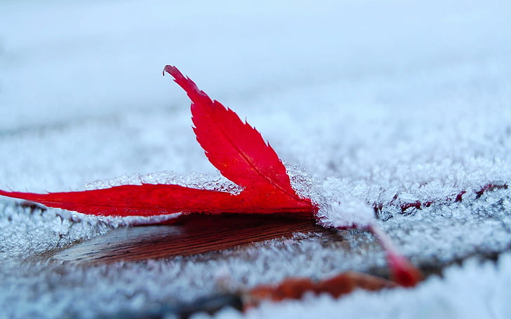 frost, leaves, maple leaves, depth of field, nature, HD wallpaper