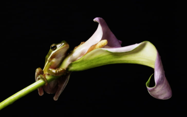 animals frog amphibian flowers, HD wallpaper