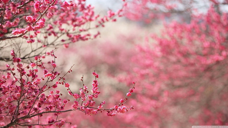 pink petaled flowers, Japan, pink flowers, plants, nature, tree, HD wallpaper