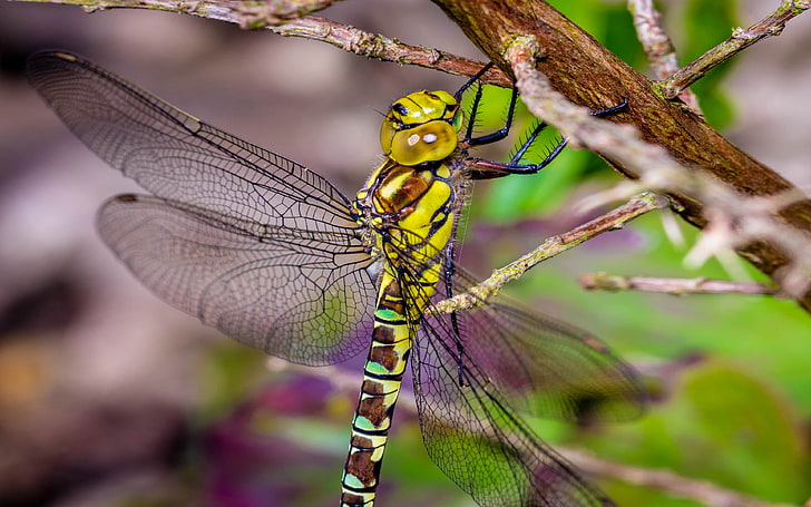 Female Dragonfly Hanging Of Close To Twig Wallpaper For Mobile Phone And Tablet Pc 3840×2400