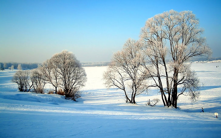 winter, snow, cold temperature, sky, beauty in nature, tree