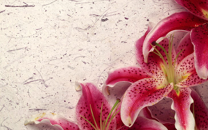 Decor Lily, HD wallpaper