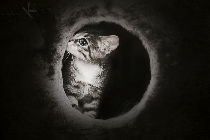 cat, Cute, dark, kitten, mysterious, 4k, HD, HD wallpaper
