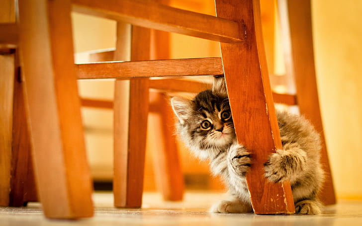 Cute Kitty Hiding, background, cat hiding, HD wallpaper