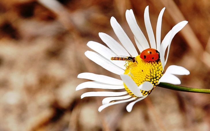 white daisy flower and dragonfly and polka-dot bug in selective focus photography