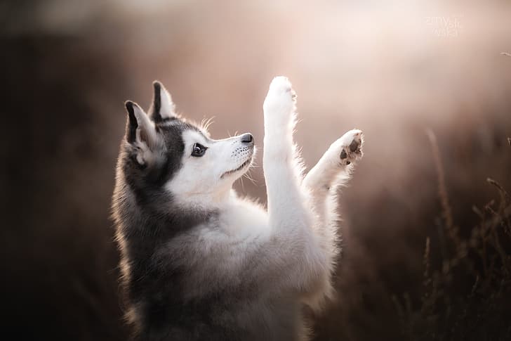 dog, paws, bokeh, Alaskan Klee Kai, HD wallpaper