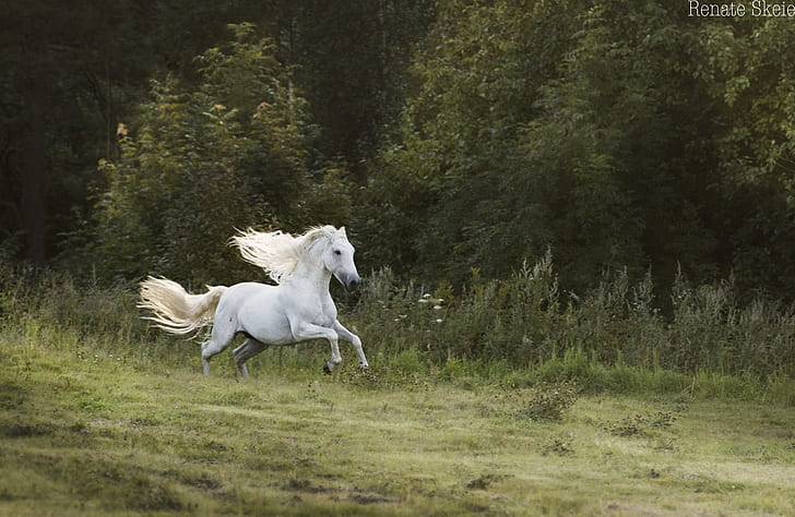 HD wallpaper: forest, white, movement, horse, speed, stallion, meadow,  running | Wallpaper Flare