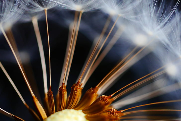 close up photo of dandelion plant, gone with the wind, dandelion.seeds