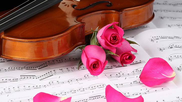 My Heart Is How Love Violin Beats According To Musical Notes Gentle Is Like Pink Rose Romantic Photo 4k Hd Desktop Wallpaper 1920×1080, HD wallpaper