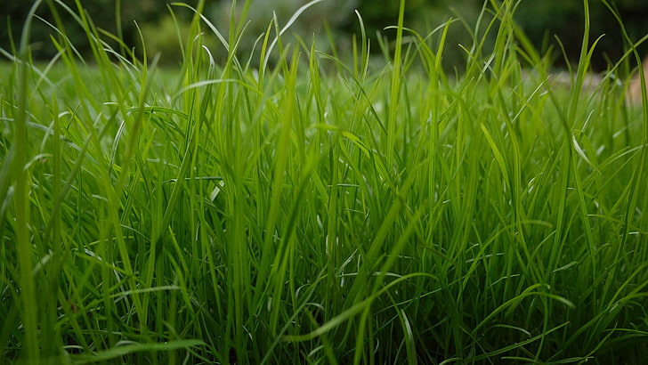 green grass, plants, green color, growth, field, land, nature, HD wallpaper