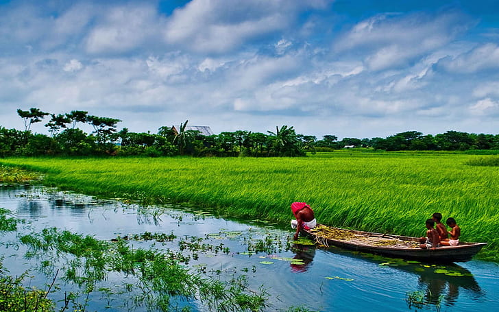 HD wallpaper: Bangladesh Sonargaon Rice Fields Beautiful Landscape