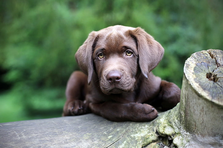 chocolate Labrador retriever puppy, dog, snout, eyes, pets, animal